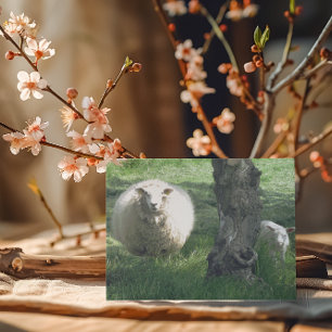 Mother Sheep and Lamb Spring Nature Photography Card