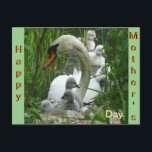 Mother Swan with Babies Mother's Day Postcard<br><div class="desc">When I was driving in my car and saw a lot of people looking at something. Wondering what it was, we later walked to that place and saw…… a nest of Mother Swan with young swans! Soooo CUTE ! ! ! You can keep this Text or add your own Text,...</div>