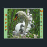 Mother Swan with Babies Mother's Day Postcard<br><div class="desc">When I was driving in my car and saw a lot of people looking at something. Wondering what it was, we later walked to that place and saw…… a nest of Mother Swan with young swans! Soooo CUTE ! ! ! You can keep this Text or add your own Text,...</div>