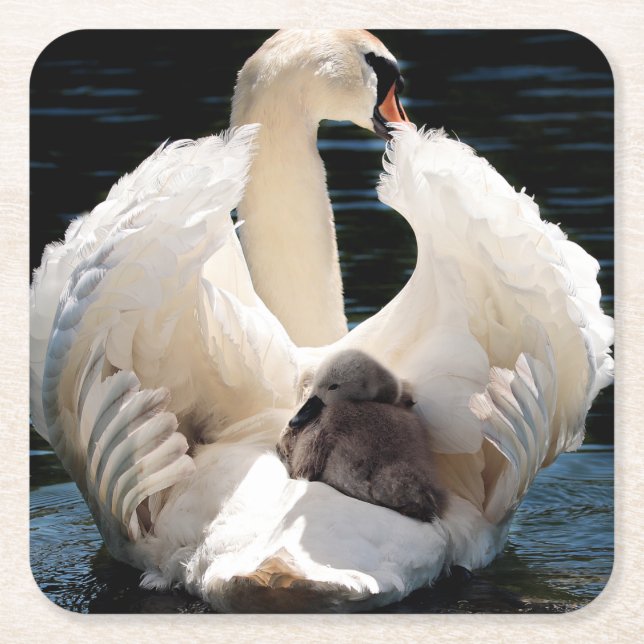 Mother Swan with Cygnets (baby swans) Square Paper Coaster (Front)