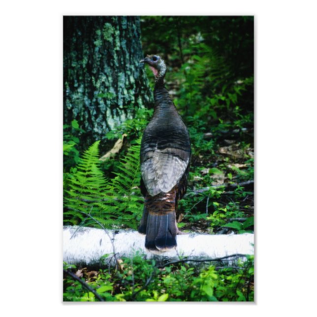 Mother Turkey Photo Print (Front)