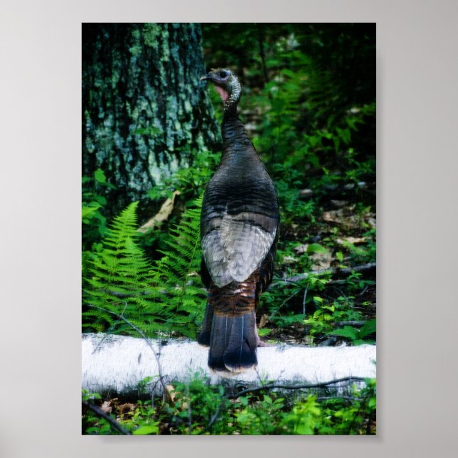 Mother Turkey Poster (Front)