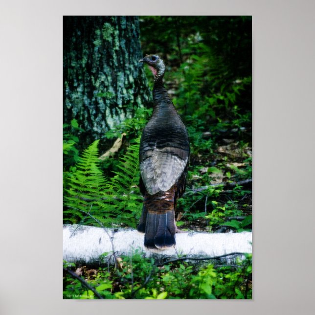 Mother Turkey Poster (Front)