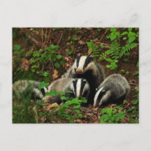 Mother with baby's badger