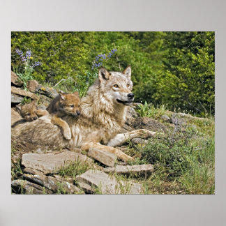 Mother Wolf with 2 Cubs Poster