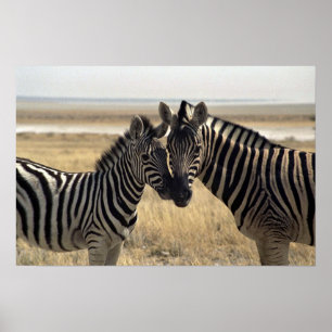 Mother zebra and young zebra poster