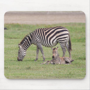 Mother Zebra with Newborn Colt Mouse Pad