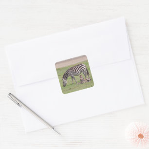 Mother Zebra with Newborn Colt Square Sticker