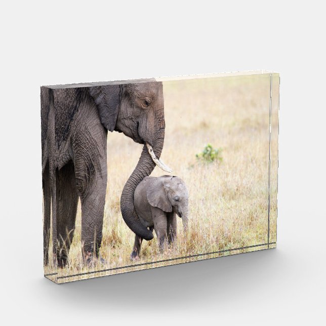 Motherly love elephant baby photo block (Left)