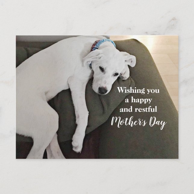 Mother's Day Cute Exhausted White Puppy Dog Holida Holiday Postcard (Front)