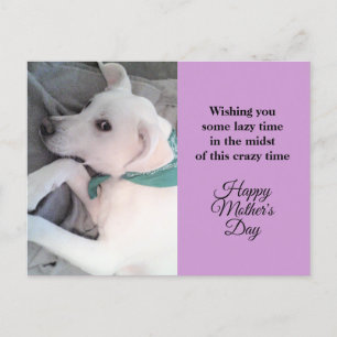Mother's Day Cute Lazy White Puppy Dog Lavender Ho Holiday Postcard