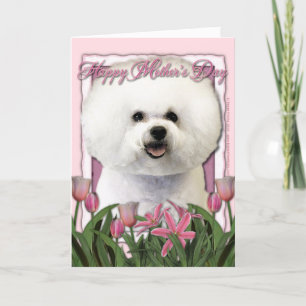 Mothers Day - Pink Tulips - Bichon Frise Card