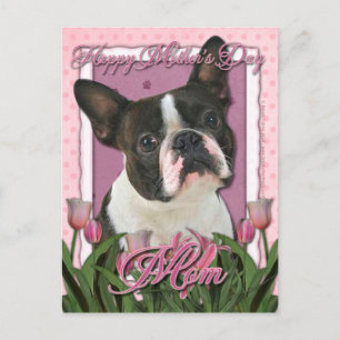 Mothers Day - Pink Tulips - Boston Terrier Postcard