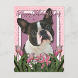 Mothers Day - Pink Tulips - Boston Terrier Postcard