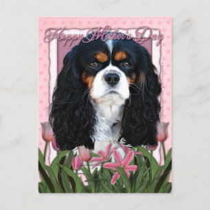 Mothers Day - Pink Tulips - Cavalier - Tri-Colour Postcard