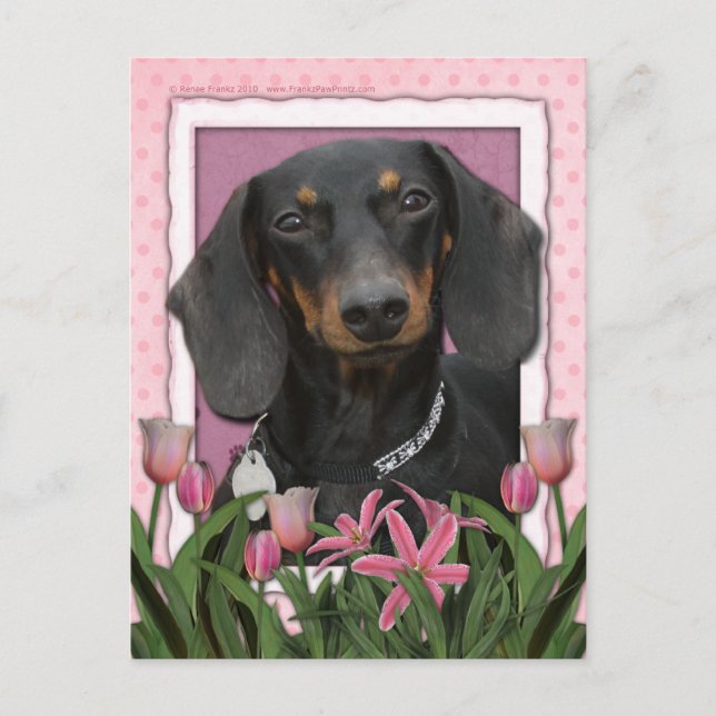 Mothers Day - Pink Tulips - Dachshund - Winston Postcard (Front)