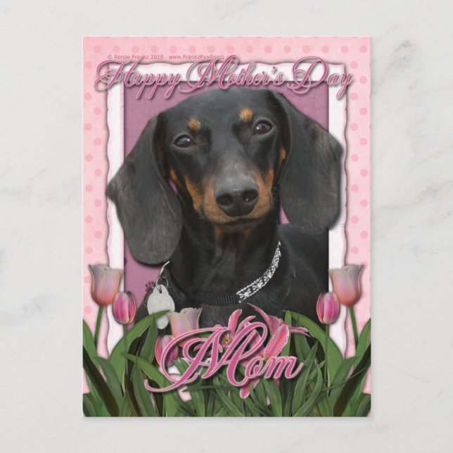 Mothers Day - Pink Tulips - Dachshund - Winston Postcard (Front)