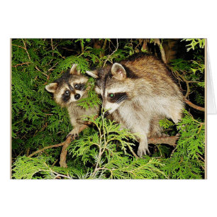 Mother's Day Raccoons Card