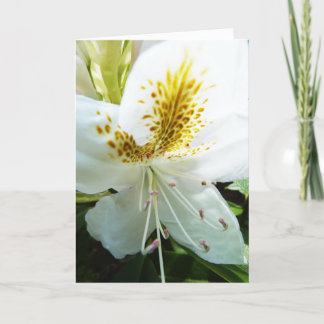 Mother's Day Rhody Card