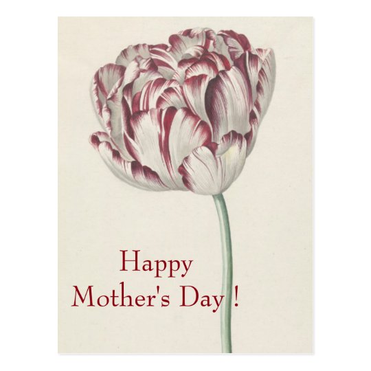 Mother's Day - Vintage white & red tulip Postcard