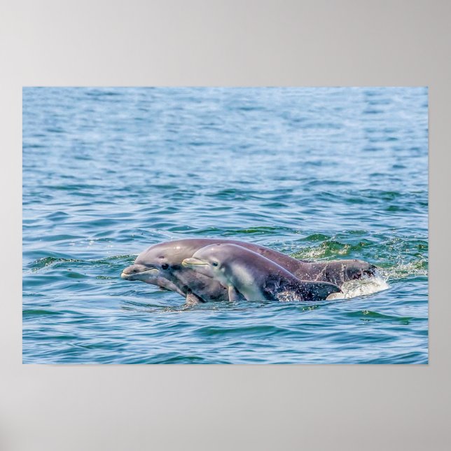 Mother's Love Dolphin & Baby Poster (Front)