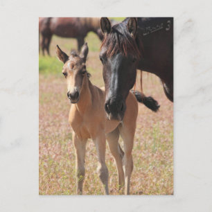 Mother's Love Postcard