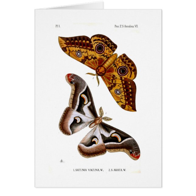 Moths (Front)