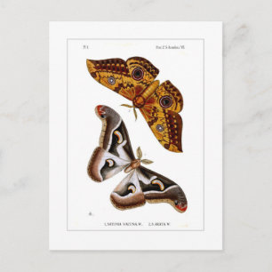 Moths Postcard