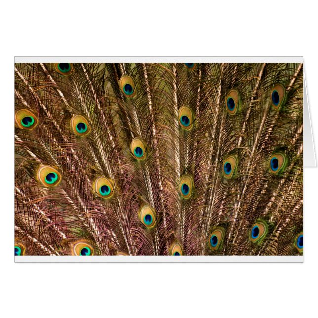 Motif de plume de paon (Devant horizontal)