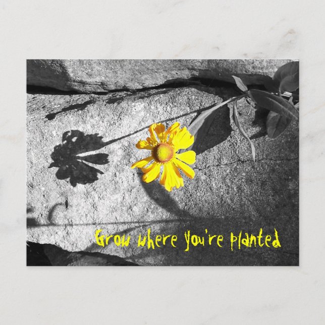 Motivational "Grow where you're planted" Postcard (Front)