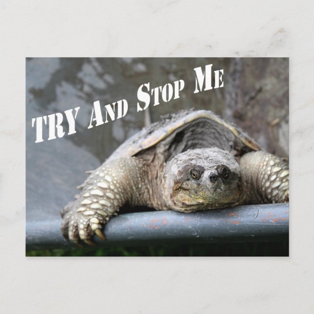 Motivational Inspirational Quote Turtle Picture Postcard (Front)