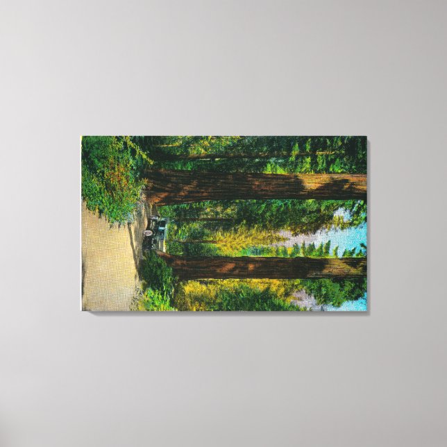 Motoring Through Giant Forest, Redwoods Canvas Print (Front)