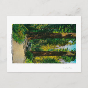 Motoring Through Giant Forest, Redwoods Postcard