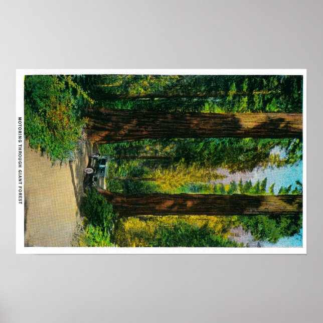 Motoring Through Giant Forest, Redwoods Poster (Front)