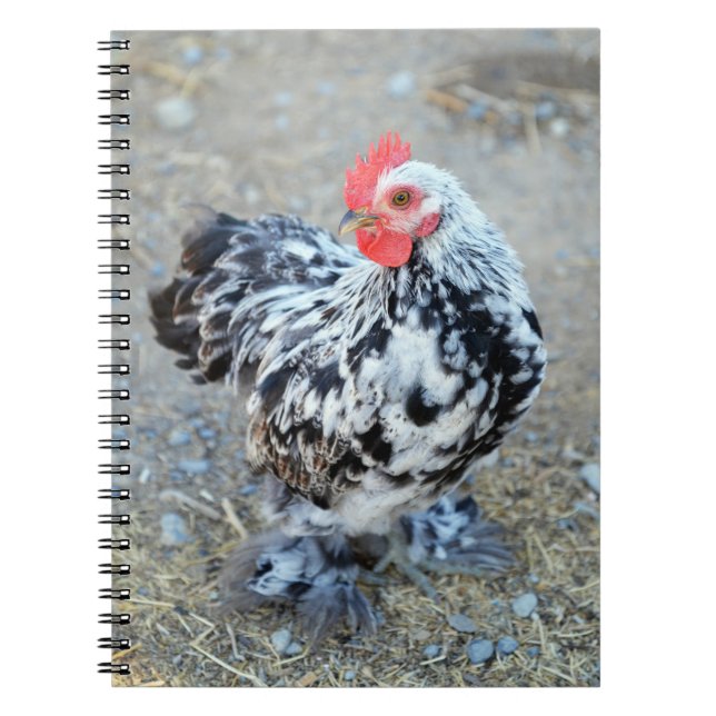 Mottled Bantam Cochin Chicken Notebook Journal (Front)