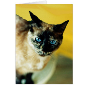Mottled Colored Siamese Cat With Blue Eyes