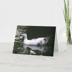 Mottled Duck Greeting Card