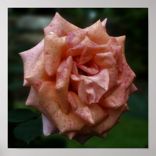 Mottled Peach Rose Close Up  Poster (Front)
