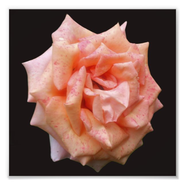 Mottled Peach Rose In Bloom 8x8 Photo Print (Front)