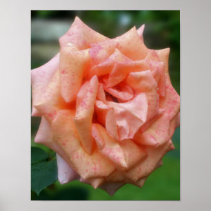 Mottled Peach Rose In Bloom Poster