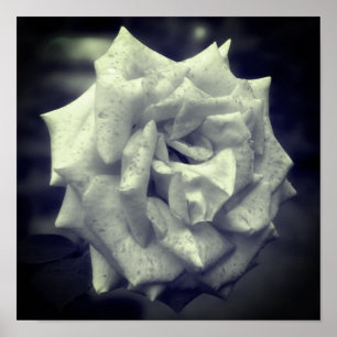 Mottled Rose Black And White Poster