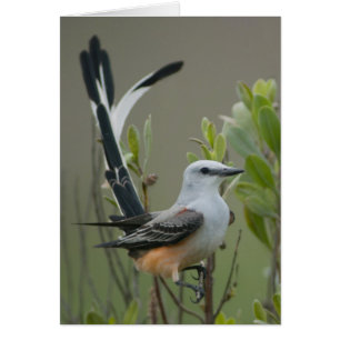 Moucherolle à queue ciselée (Tyrannus forficatus)