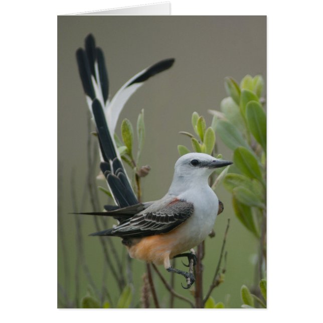 Moucherolle à queue ciselée (Tyrannus forficatus) (Devant)