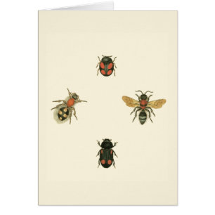 Mouches et coléoptères par Vision Studio