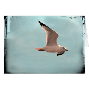 Mouette