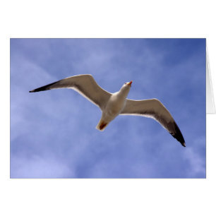 Mouette