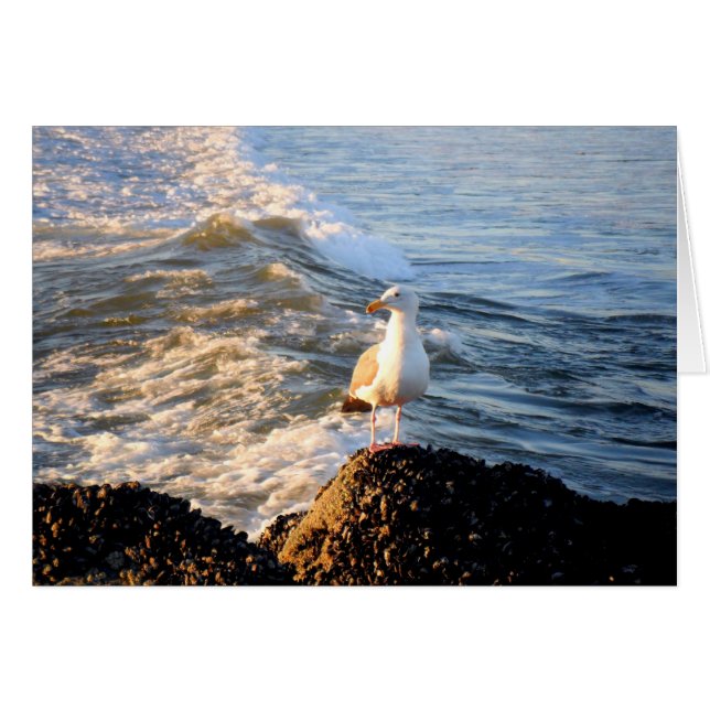 Mouette (Devant horizontal)