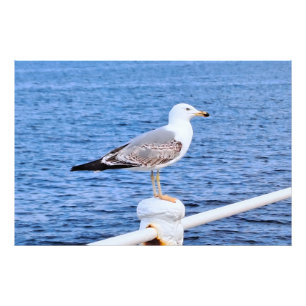Mouette Constanta Roumanie – Photographie de la me