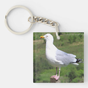 Mouette Côtière Élégante Juchée sur un Poteau de C