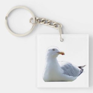 Mouette côtière faune océan oiseau minimaliste